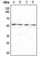 MMP10 antibody