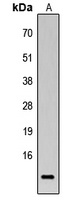 BRP44L antibody