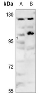 p116 Rip antibody