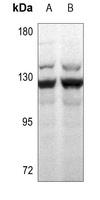 MSH3 antibody