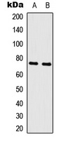 Anti-c-Myb Antibody