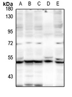 Anti-IDOL Antibody