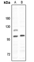 MYO1D antibody