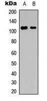 Anti-NFAT4 (Phospho-S165) Antibody