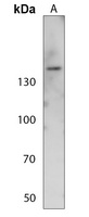 Anti-NFAT3 (Phospho-S676) Antibody