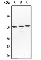 NFIL3 antibody