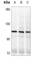 NF-kappaB p105/p50 (phospho-S337) antibody