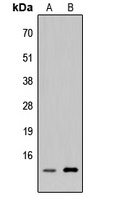 p311 antibody