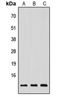 NRG4 antibody