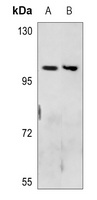 Neuropilin 2 antibody