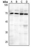 CD73 antibody
