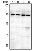 Anti-CD73 Antibody