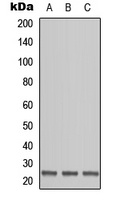 OAZ1 antibody