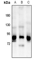 OLFML2B antibody