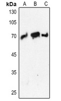 Anti-PCK1 Antibody