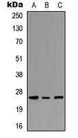 PEX11G antibody