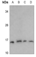 Anti-PFDN1 Antibody