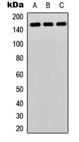 Anti-PLC gamma 2 Antibody