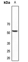 PLXDC1 antibody