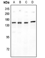 PNPLA6 antibody