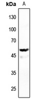 Anti-DNA Polymerase gamma 2 Antibody