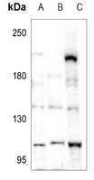 POM121 antibody