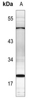 PTTG1IP antibody