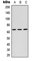 Anti-RAB11FIP1 Antibody