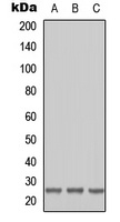 RAB41 antibody