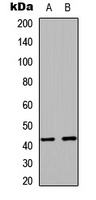 RAD51C antibody