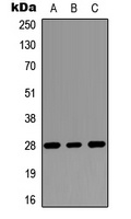 RASSF3 antibody