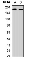 Anti-RET Antibody
