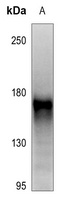 RET (phospho-Y1062) antibody