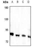 Anti-RFWD3 Antibody