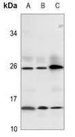 Relaxin 3 antibody