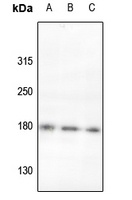 ROBO2 antibody