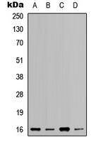 Anti-RPL37A Antibody