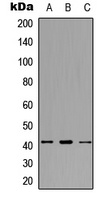 SDCCAG8 antibody