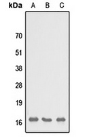 SH3BGRL3 antibody