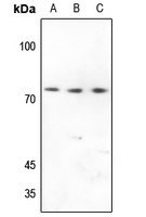 Anti-CD92 Antibody
