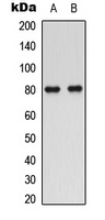 Anti-SMIT1 Antibody