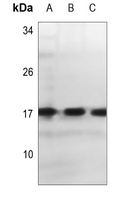 Alpha-synuclein antibody