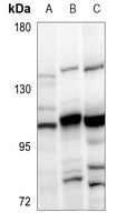 Anti-SOX6 Antibody