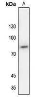 SP1 (phospho-T453) antibody