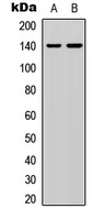 p140 Cap antibody