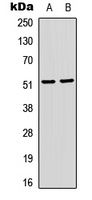 Anti-SRF (Phospho-S103) Antibody