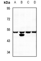 MST3 antibody