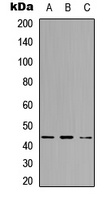 SUPT3H antibody