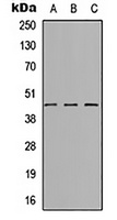 Anti-SYT8 Antibody