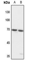 Anti-TCF4/12 Antibody